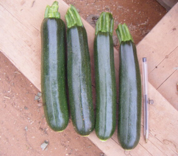 AS 4521 F1 DARK GREEN SQUASH