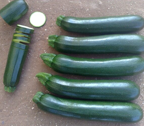 AS 4711 F1 DARK GREEN SQUASH