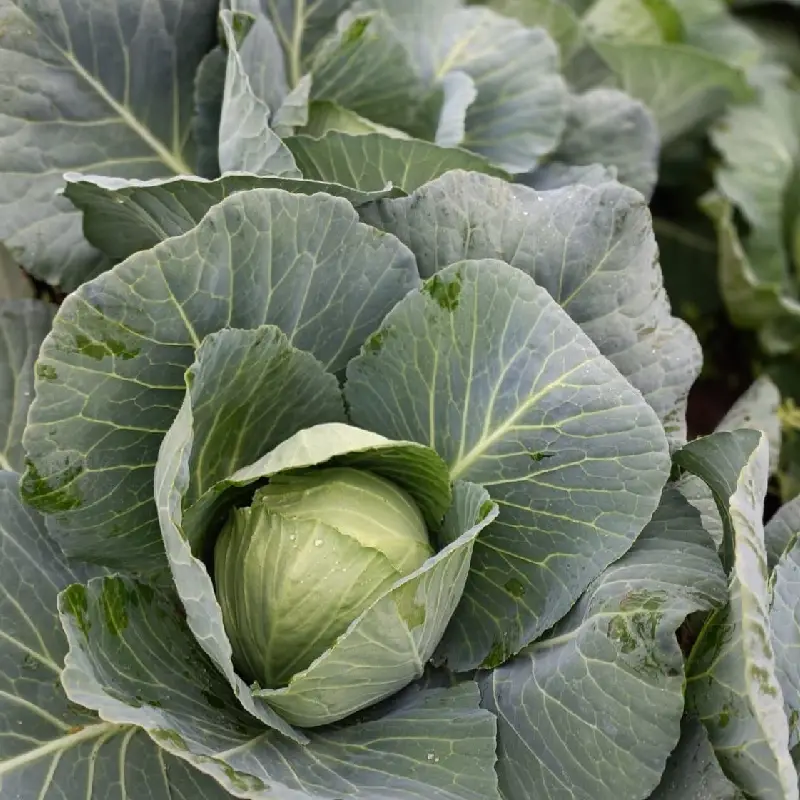 CABBAGE ASCAB 8620 F1