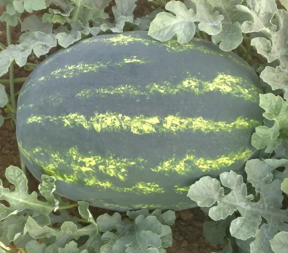 LUKAS F1 WATERMELON LUKAS F1 WATERMELON