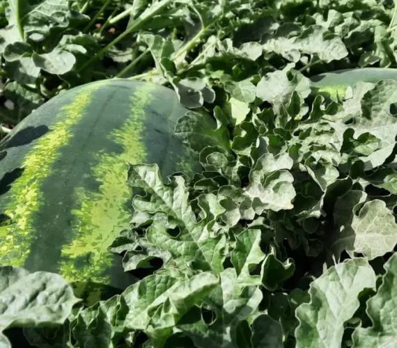 WATERMELON TRAVIS F1 WATERMELON TRAVIS F1